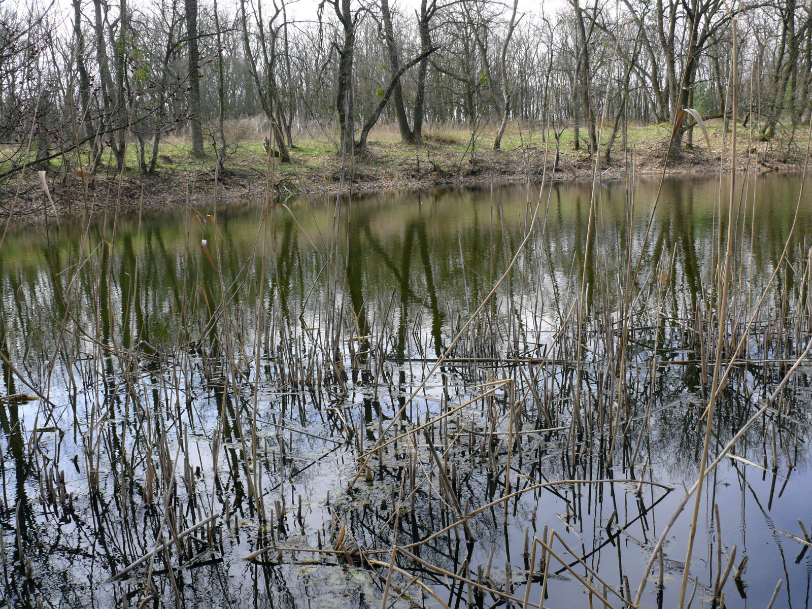 Panasonic DMC-FZ50 sample photo. Lake photography