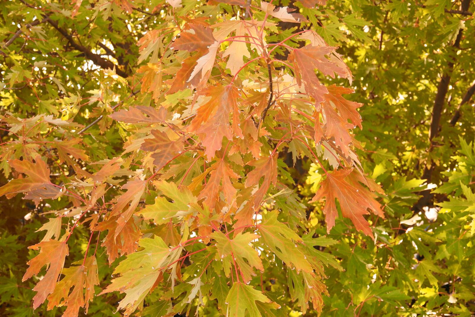 Nikon Coolpix P900 sample photo. Leaves, colorful leaves, fall photography