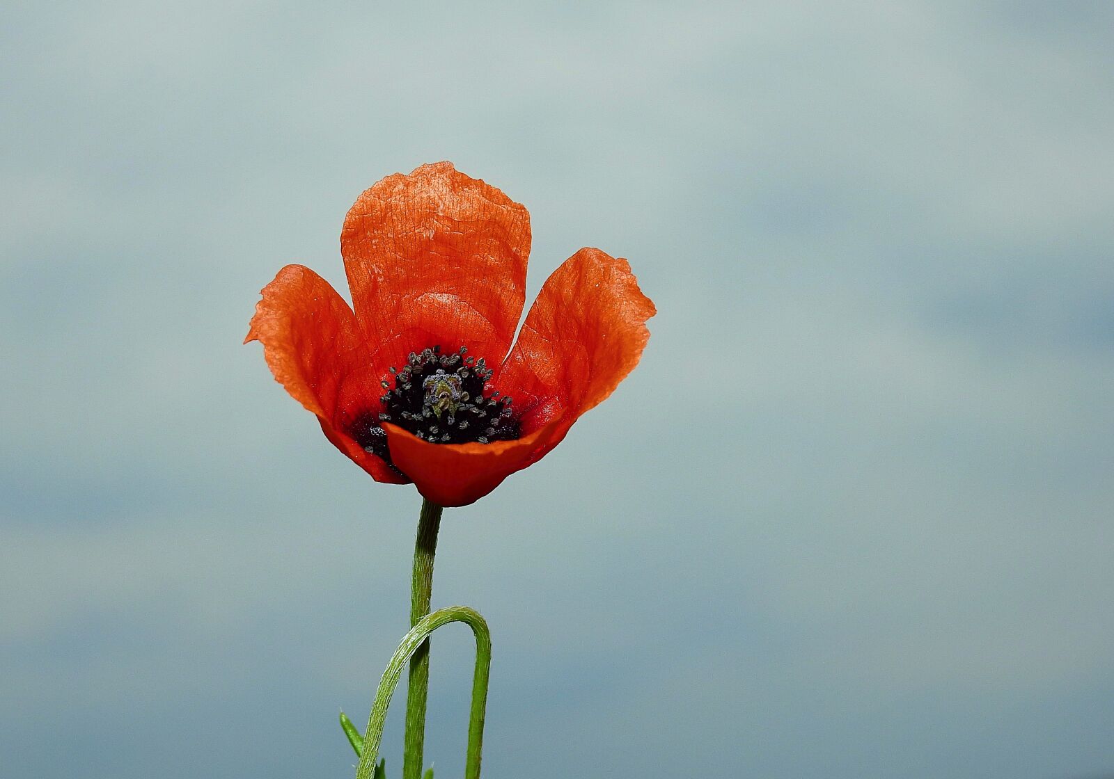 Nikon Coolpix P900 sample photo. Poppy flower, the background photography