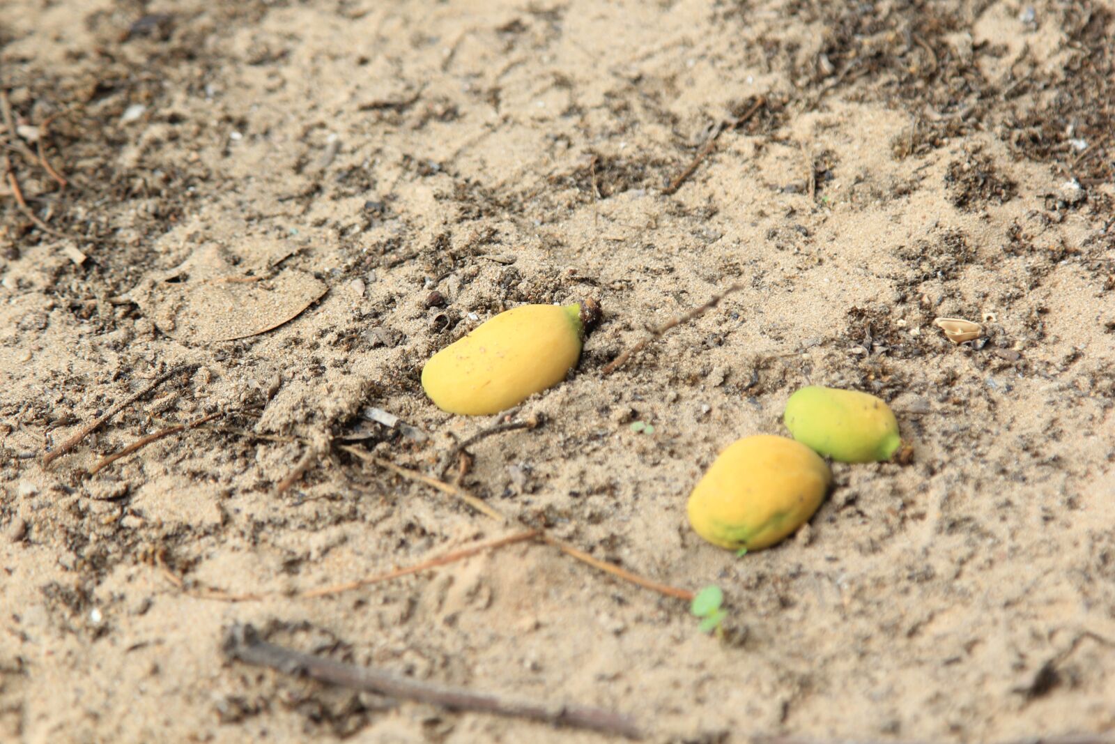 Canon EOS 60D sample photo. Mango, yellow, fruit photography