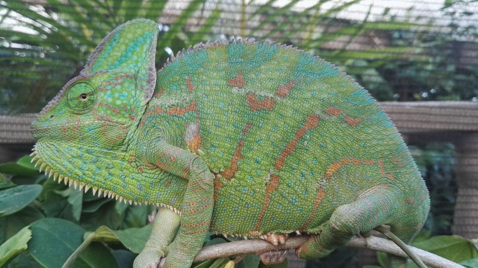 HUAWEI GRA-L09 sample photo. Veiled chameleon, chameleon, reptile photography