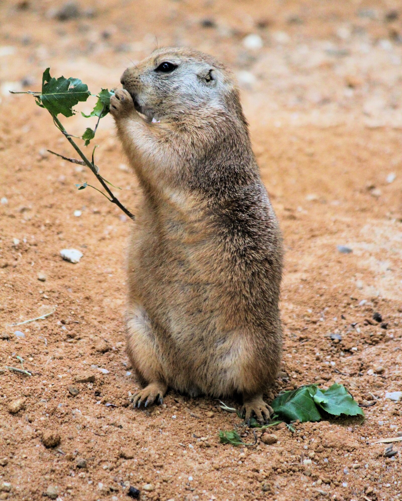 Canon EOS 550D (EOS Rebel T2i / EOS Kiss X4) sample photo. Prairie dogs, pr riov photography