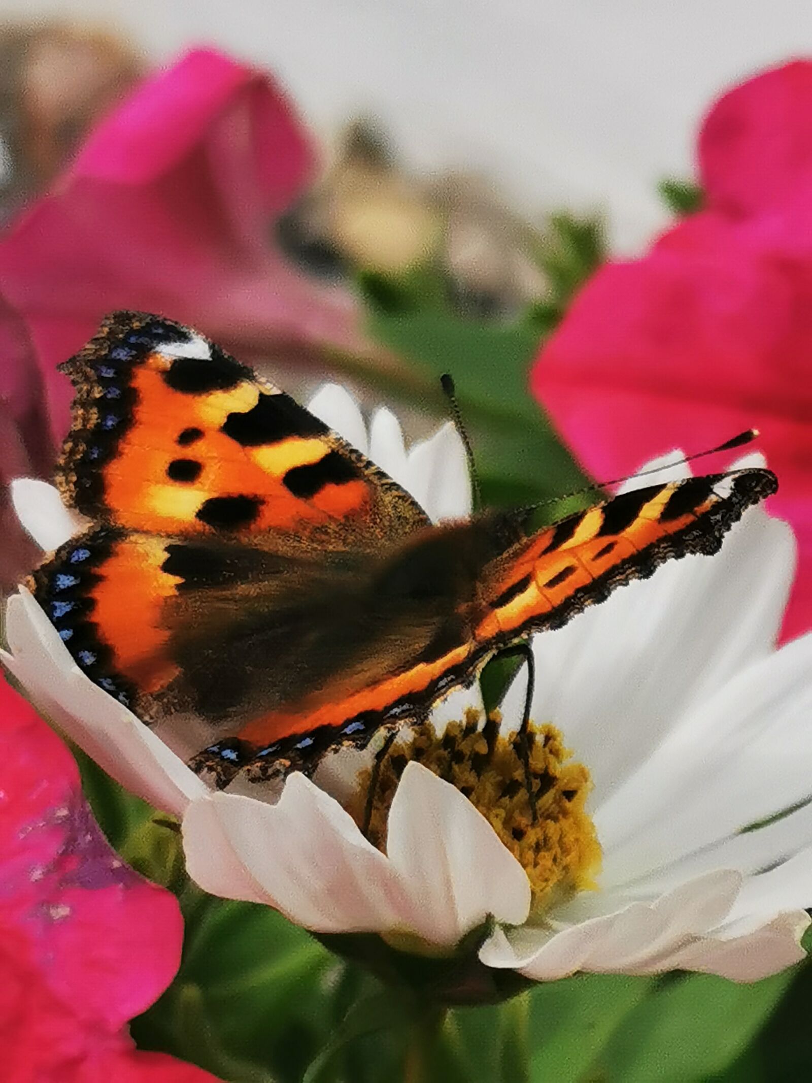 HUAWEI ELE-L29 sample photo. Butterfly, flower, wing photography