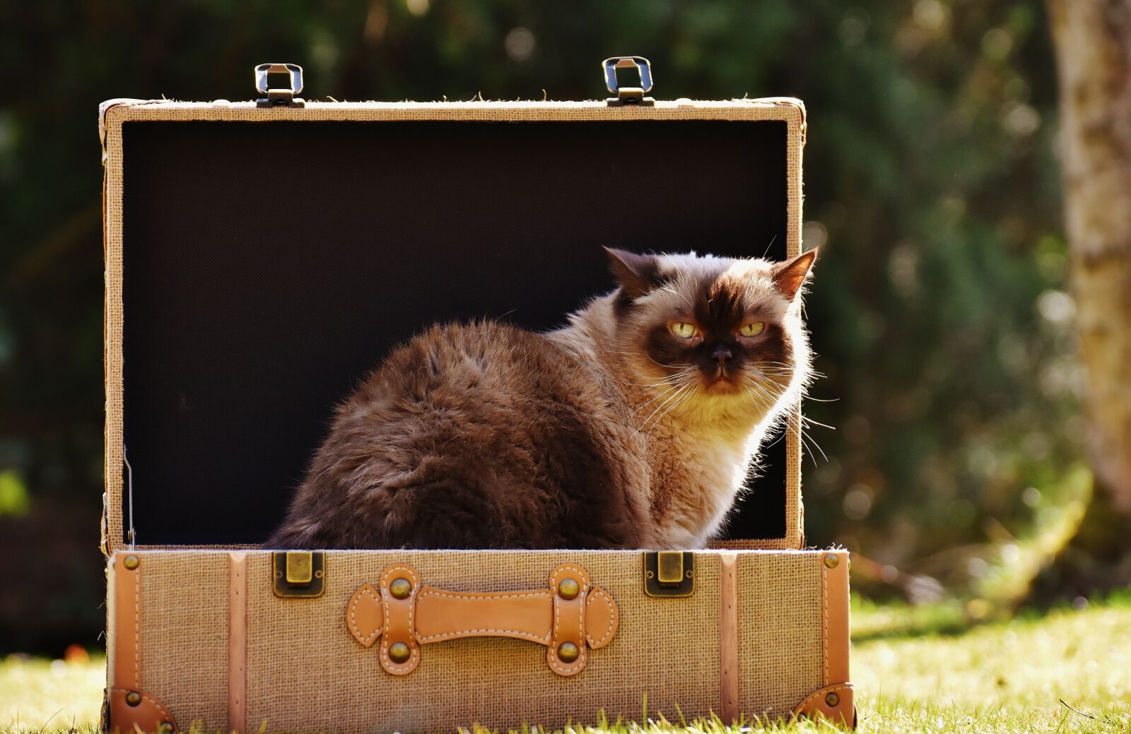 Nikon D7200 sample photo. Cat, british shorthair, luggage photography