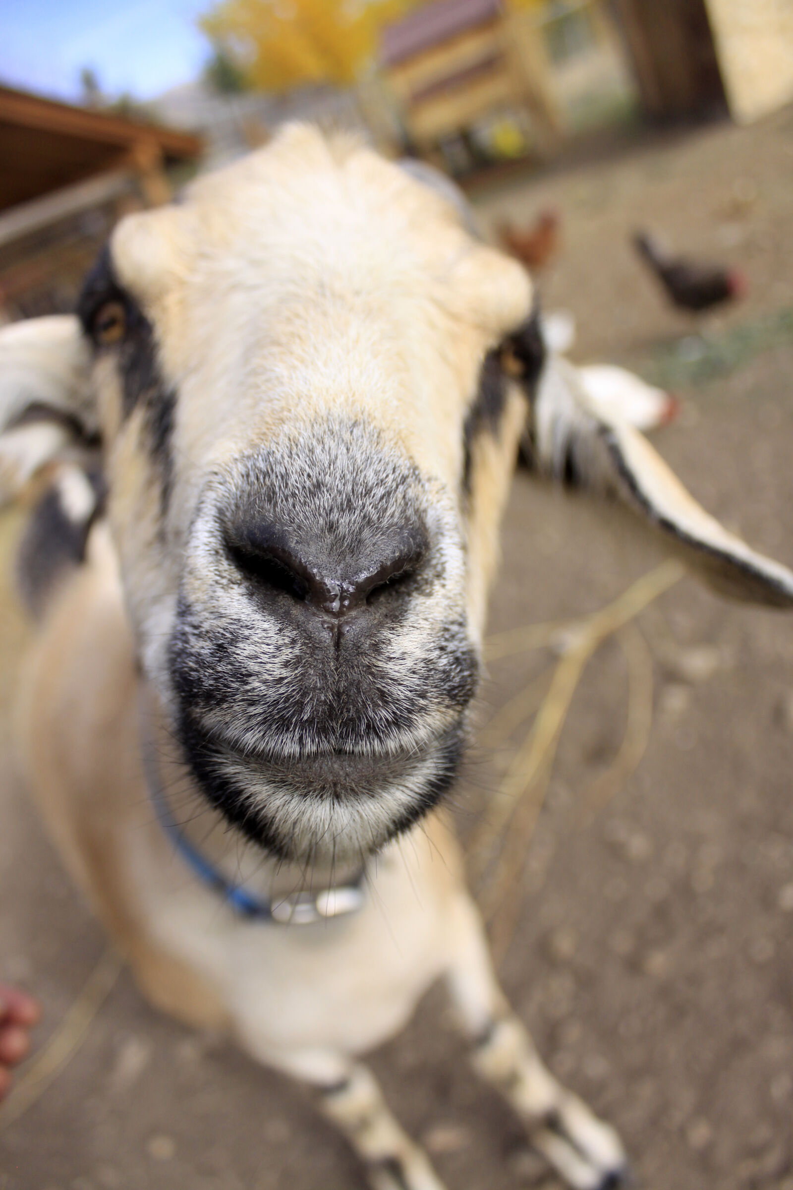 Canon EOS 50D sample photo. Farm, farm, animal, farm photography