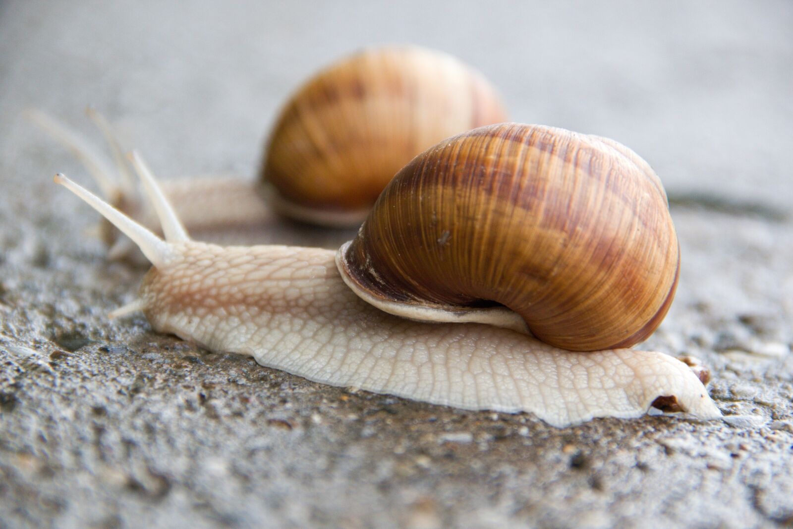 Canon EOS 600D (Rebel EOS T3i / EOS Kiss X5) sample photo. Snail, conch, slimy photography