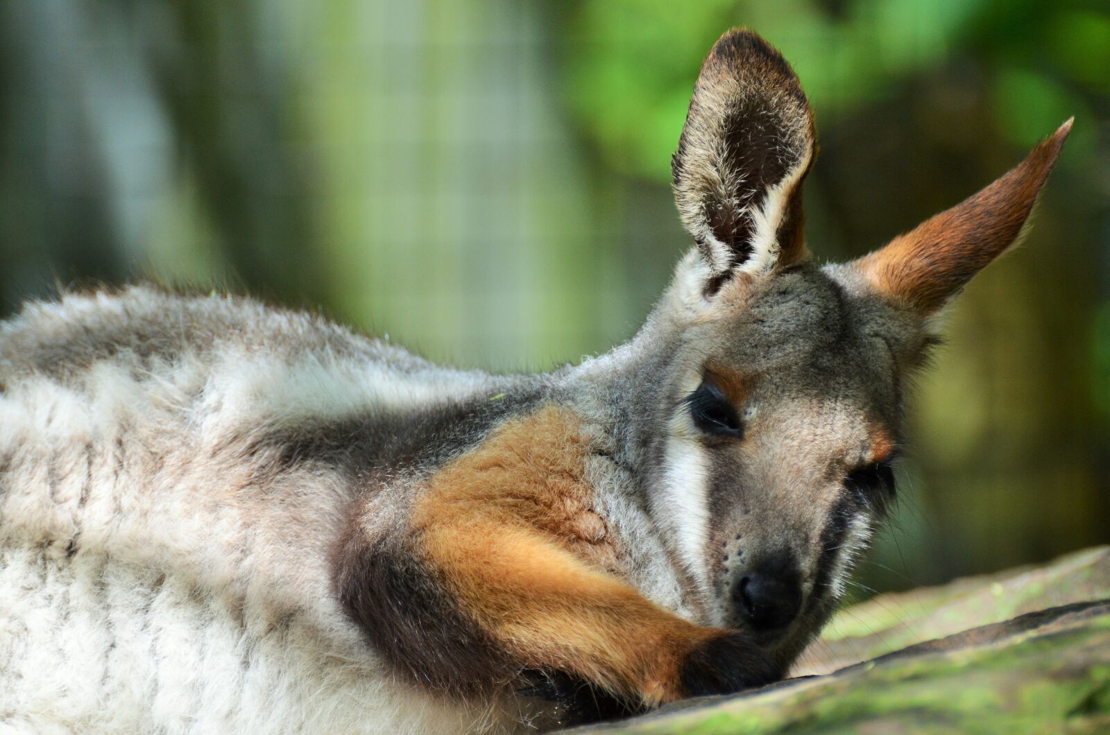 Nikon D5100 sample photo. Benett wallaby, wallaby, kangaroo photography