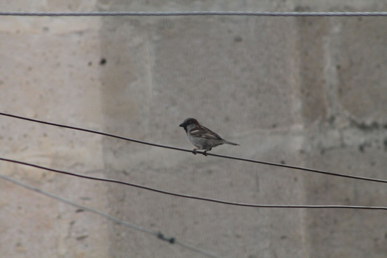 Canon EOS 1100D (EOS Rebel T3 / EOS Kiss X50) + Canon EF75-300mm f/4-5.6 sample photo. On the wire, bird photography