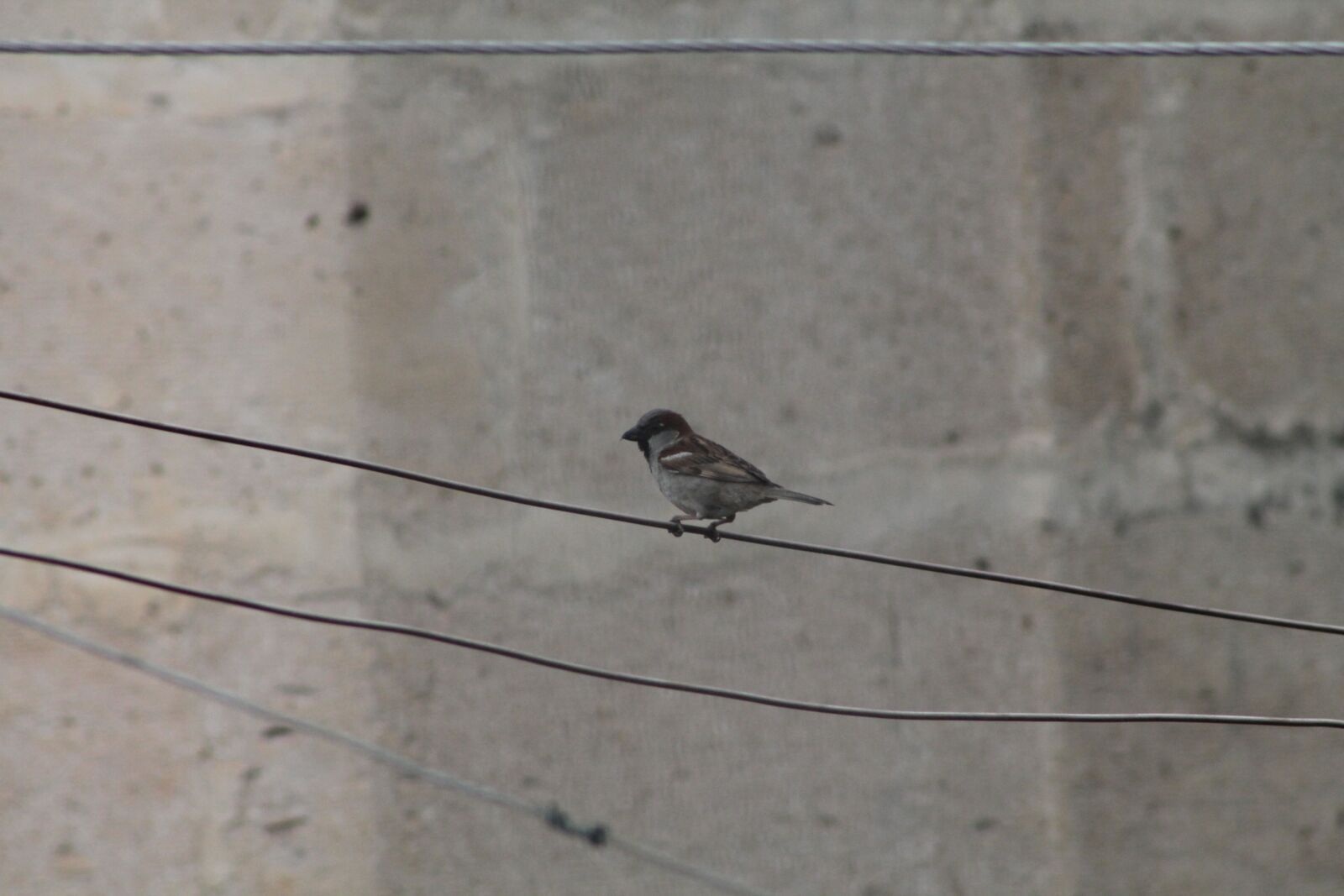 Canon EF75-300mm f/4-5.6 sample photo. On the wire, bird photography