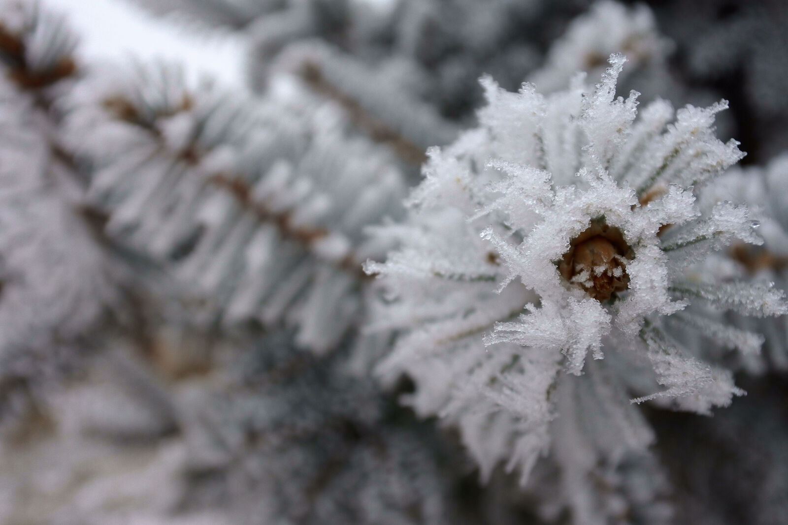 Nikon 1 J5 sample photo. Pine, rime, white photography