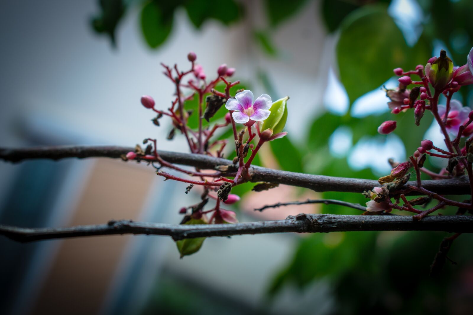 Canon EOS 700D (EOS Rebel T5i / EOS Kiss X7i) sample photo. Nature, flower, garden photography