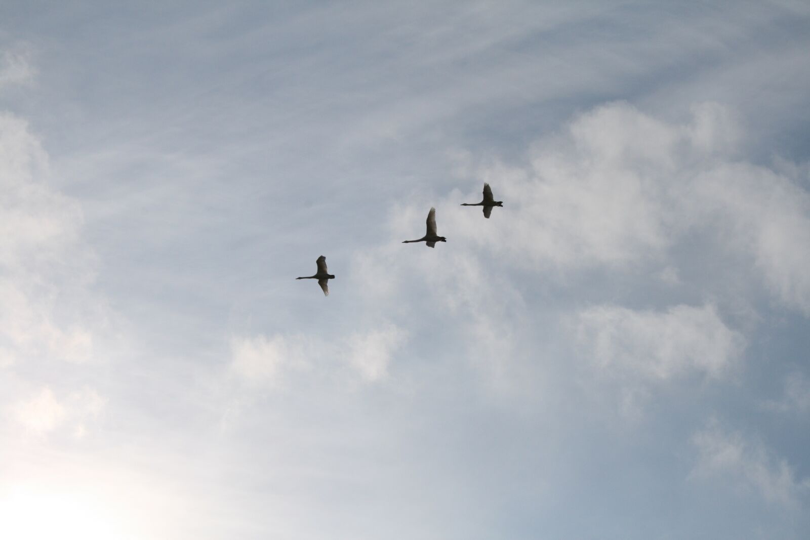 Canon EOS 400D (EOS Digital Rebel XTi / EOS Kiss Digital X) sample photo. Swan, sky, clouds photography