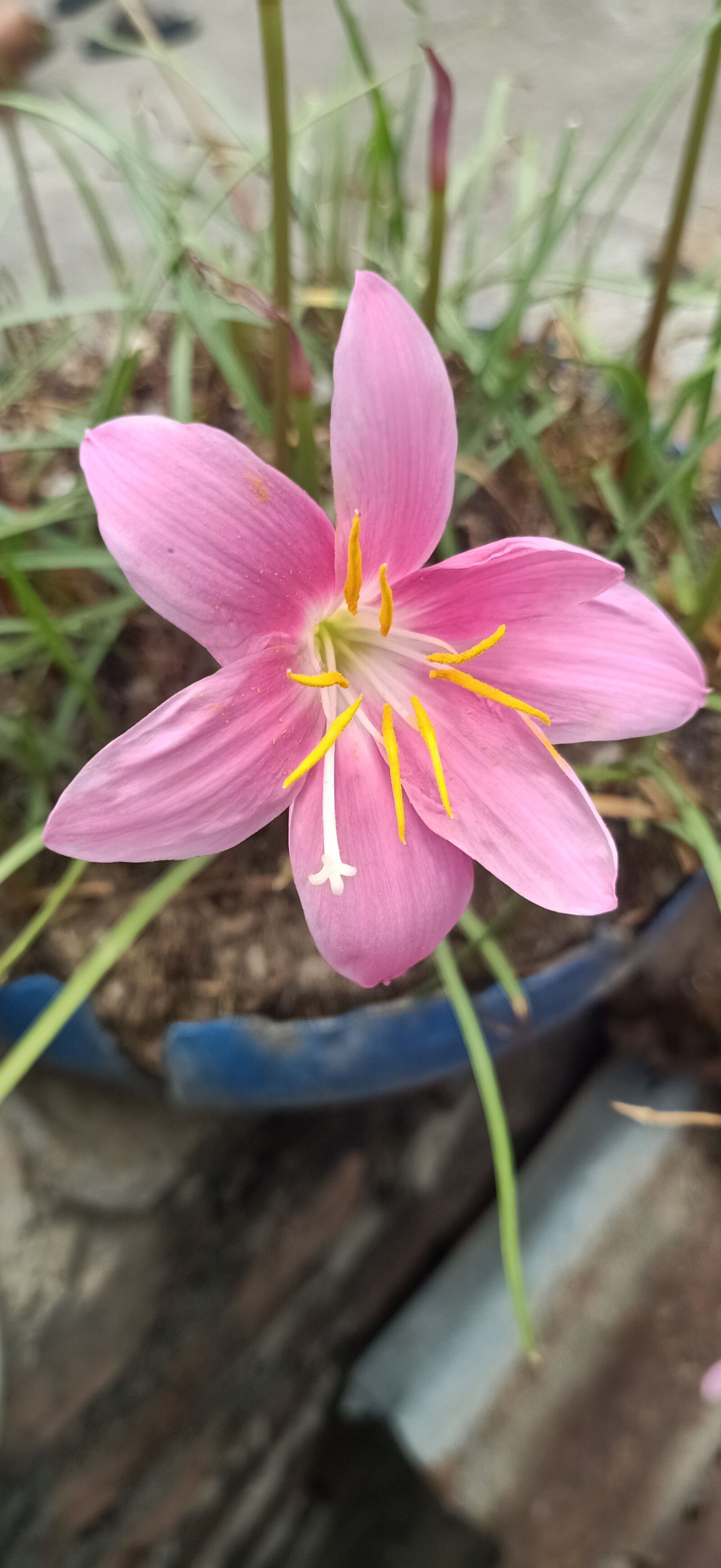 OPPO F11 sample photo. Lily, flower, nature photography