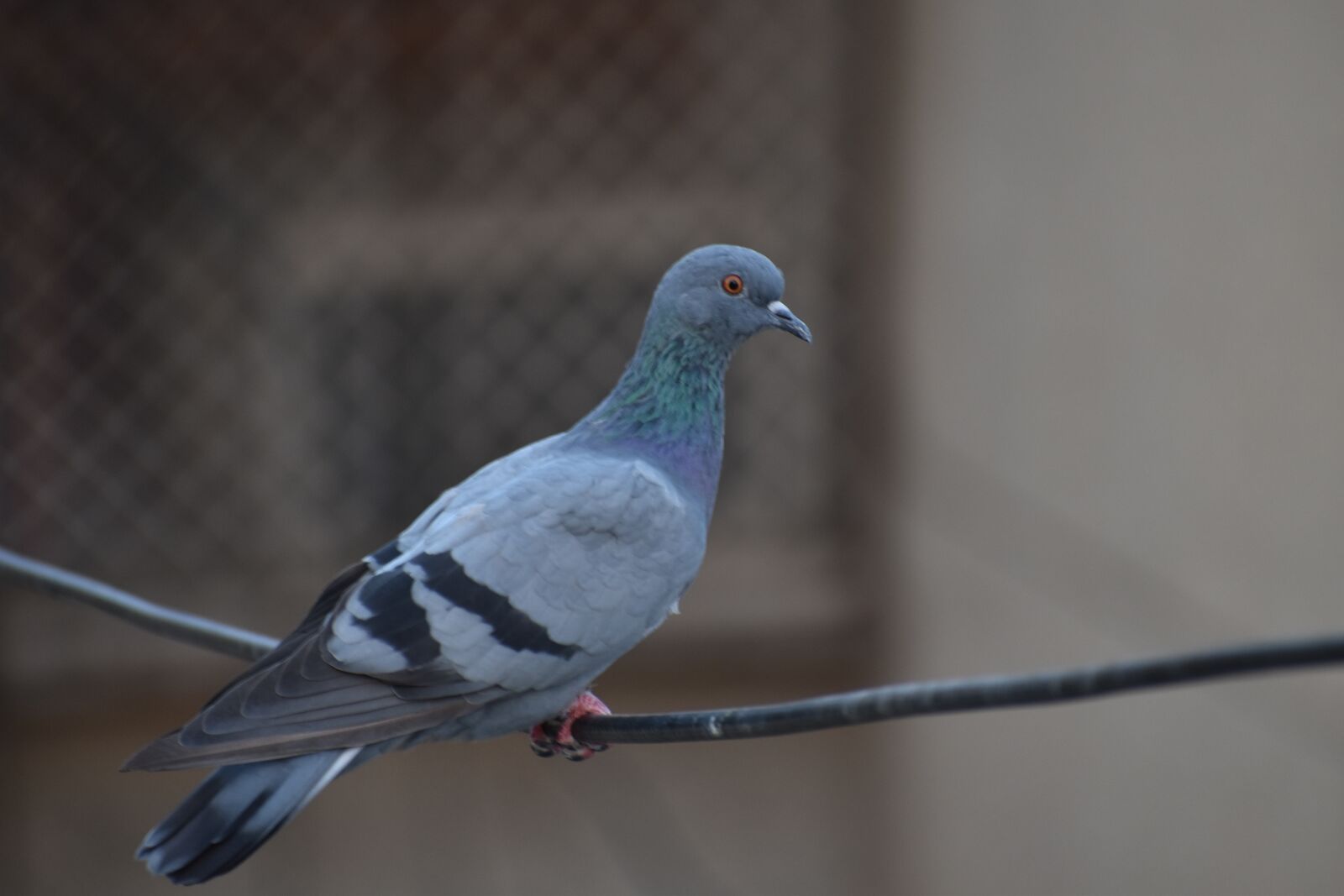 Nikon D5600 sample photo. Pigeon, bird, feral pigeons photography