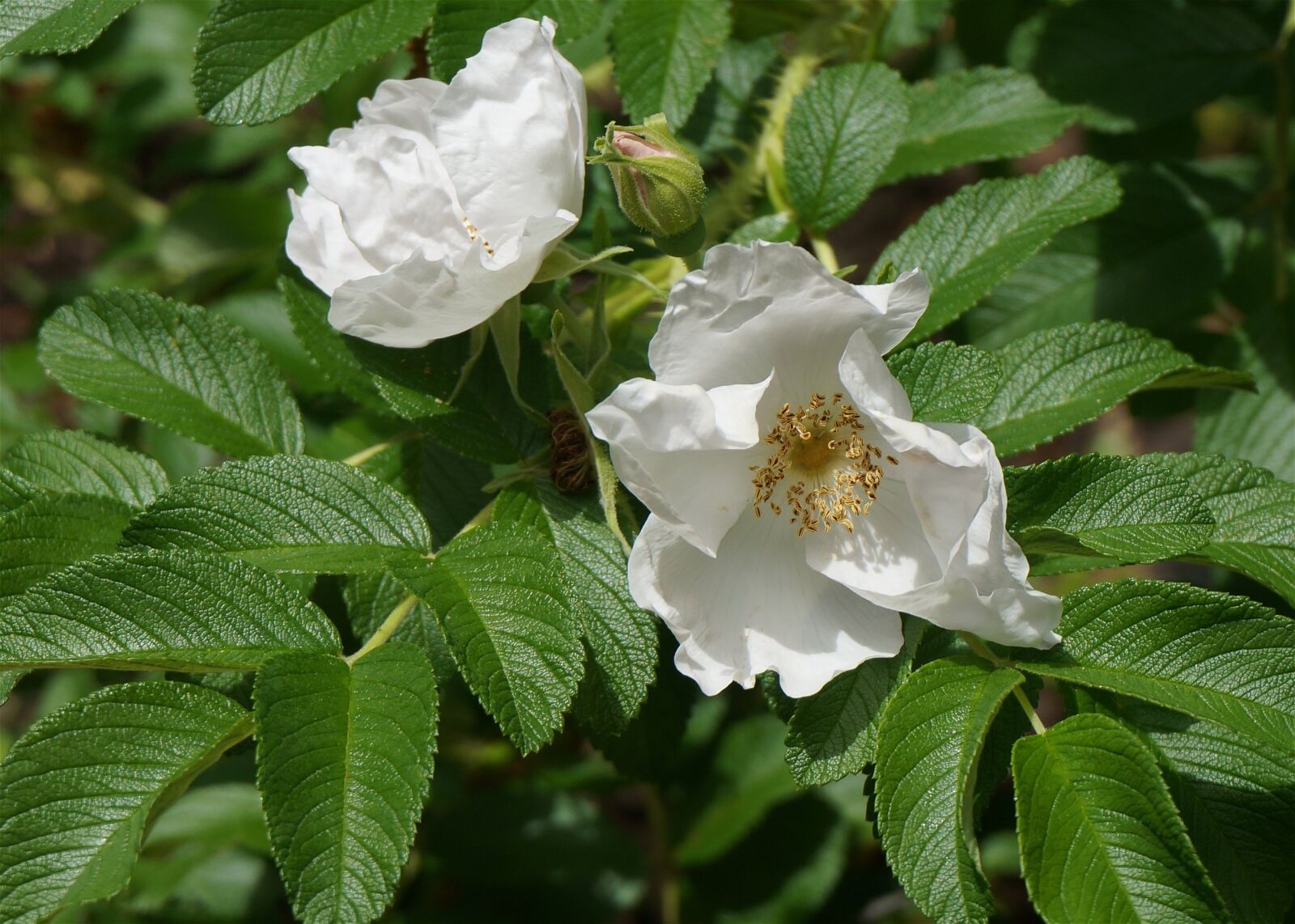 Sony Alpha NEX-5T sample photo. White rugosa rose, rose photography