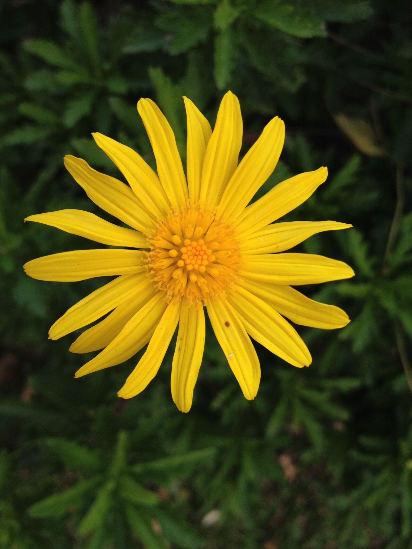 iPhone 4S back camera 4.28mm f/2.4 sample photo. Flower, nature, flowers photography