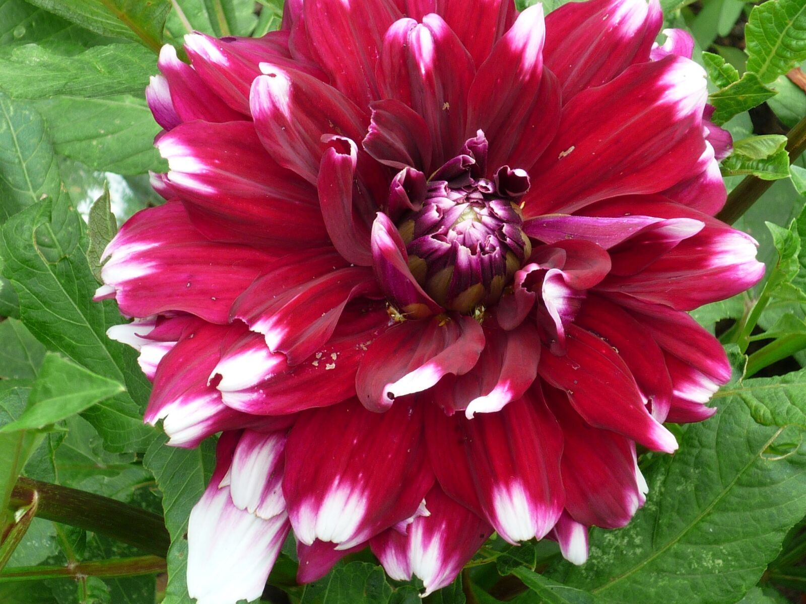 Panasonic Lumix DMC-FS6 sample photo. Dahlia, culture, magnificent photography