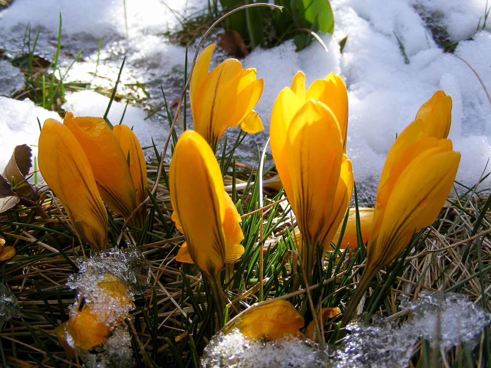 Fujifilm FinePix S5800 S800 sample photo. Crocus, flower, yellow photography