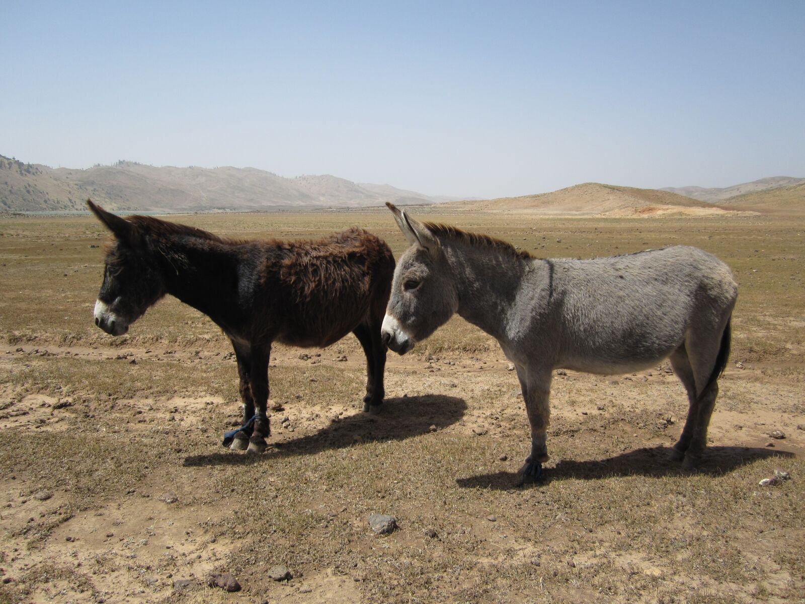 Canon PowerShot SD940 IS (Digital IXUS 120 IS / IXY Digital 220 IS) sample photo. "Donkey, morocco, desert" photography