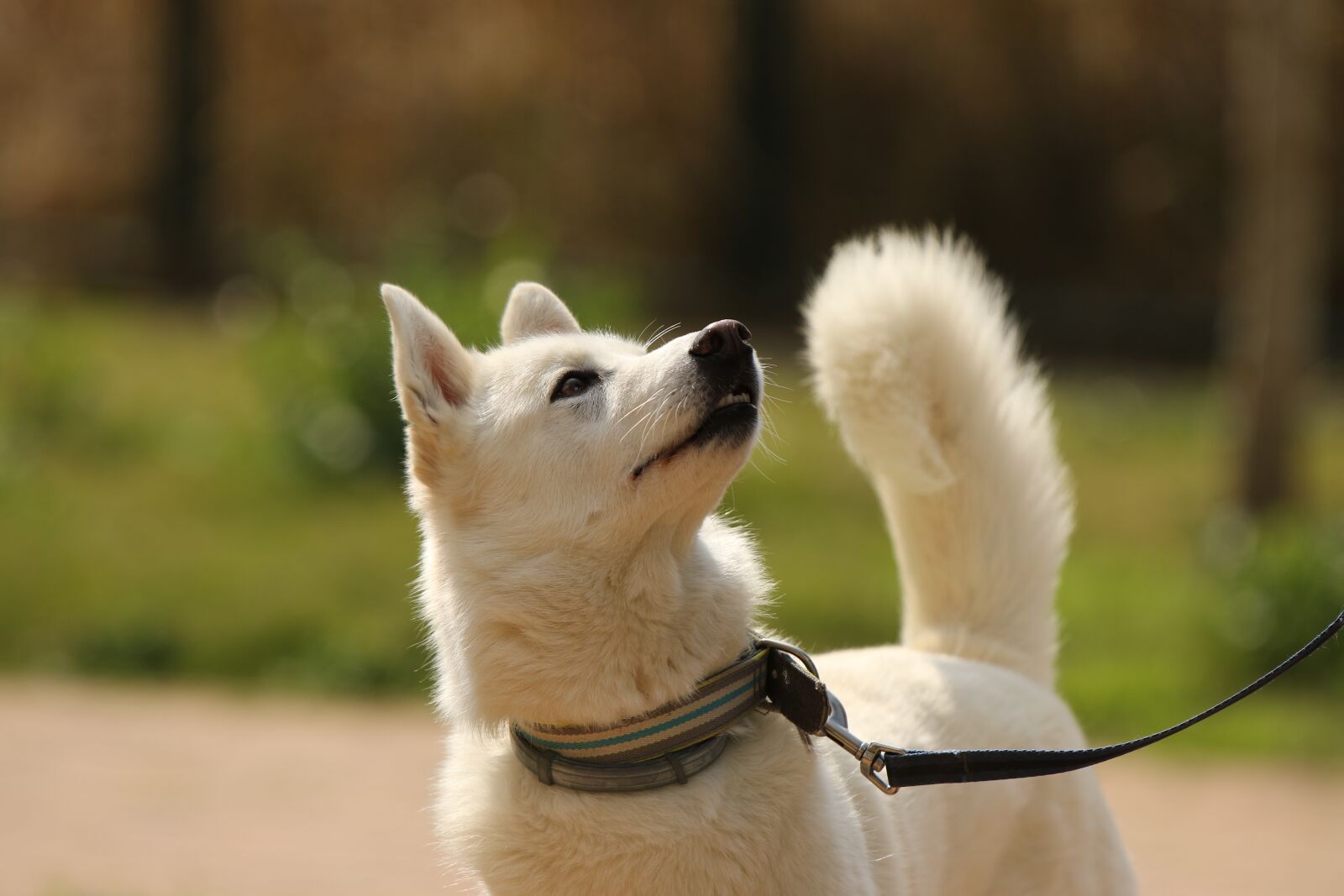 Canon EOS 7D Mark II sample photo. Dog, breed, siberian husky photography