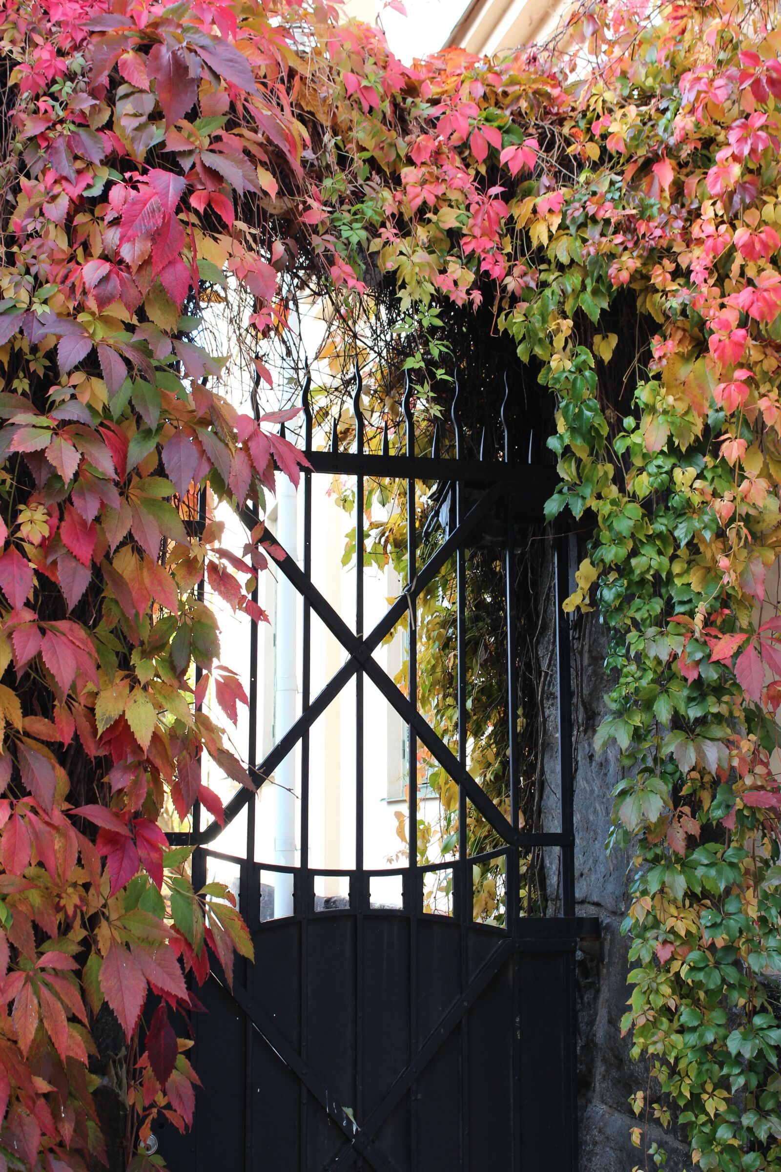 Canon EOS 600D (Rebel EOS T3i / EOS Kiss X5) sample photo. Gate, plant, season photography