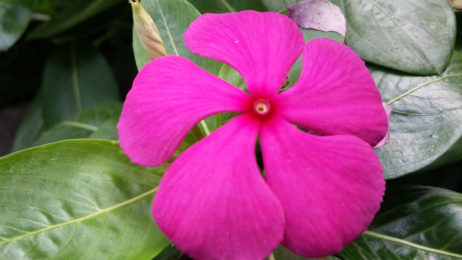 Samsung Galaxy Grand Prime sample photo