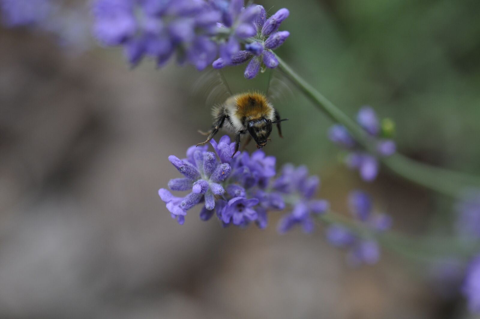 Nikon D300 sample photo. Lavender, bee, violet photography
