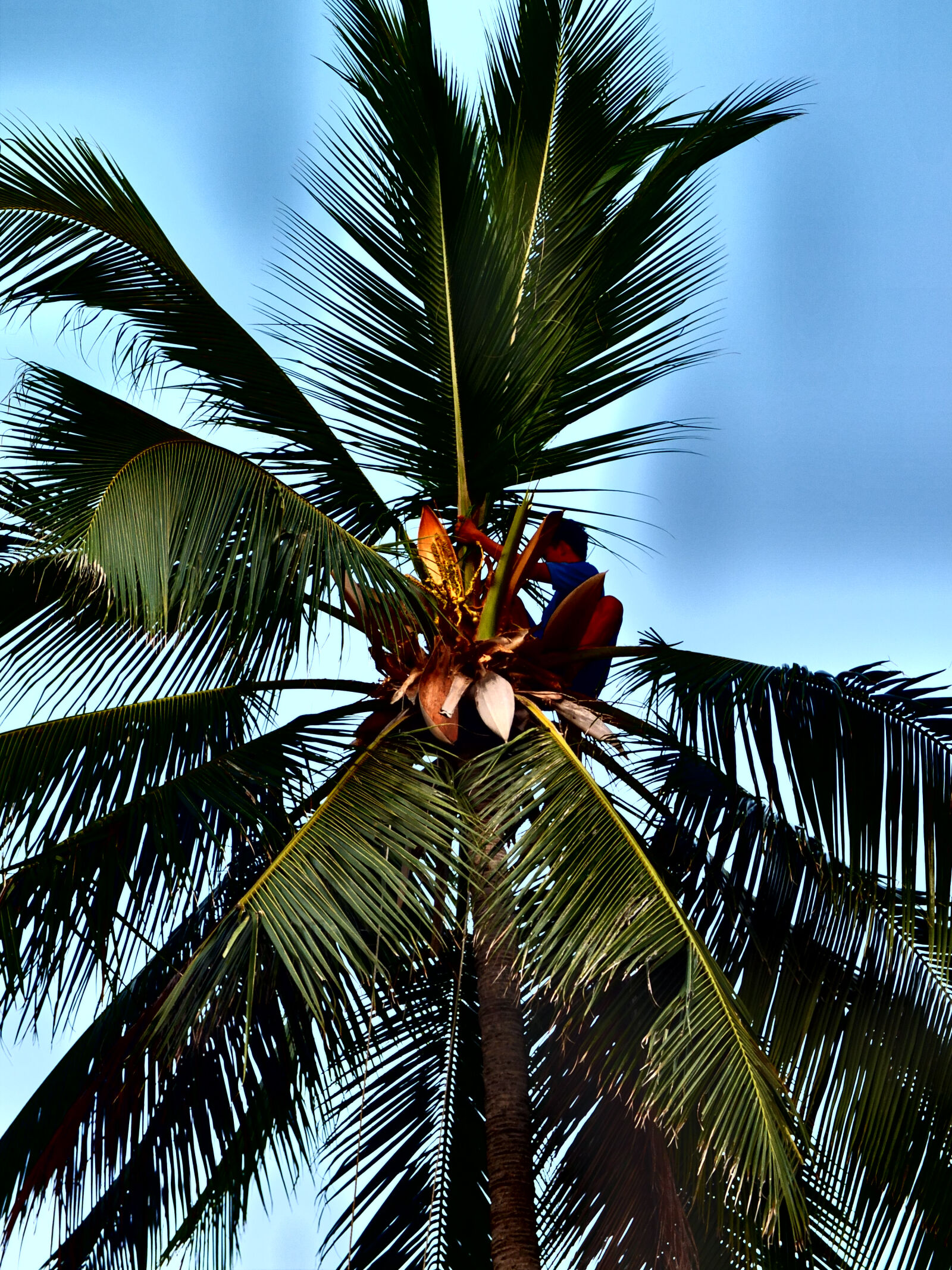 Fujifilm X10 sample photo. Coconut, tree, exotic, island photography