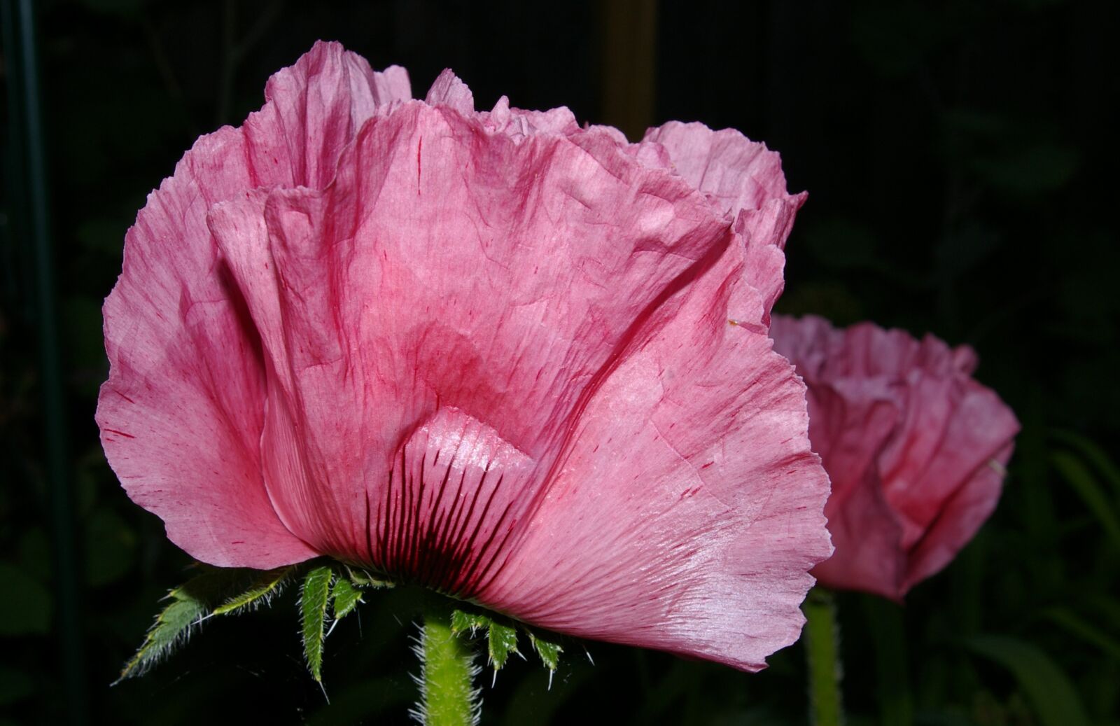 Pentax *ist DL2 sample photo. Poppy, poppy flower, klatschmohn photography