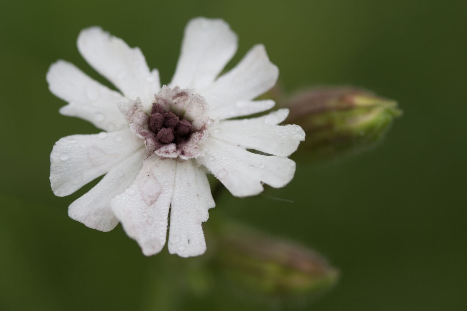 Canon EF-S 60mm F2.8 Macro USM sample photo. Flower, flower garden, white photography