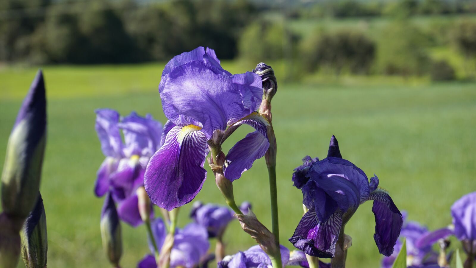 Sony a6000 sample photo. Flower, violet, iris photography