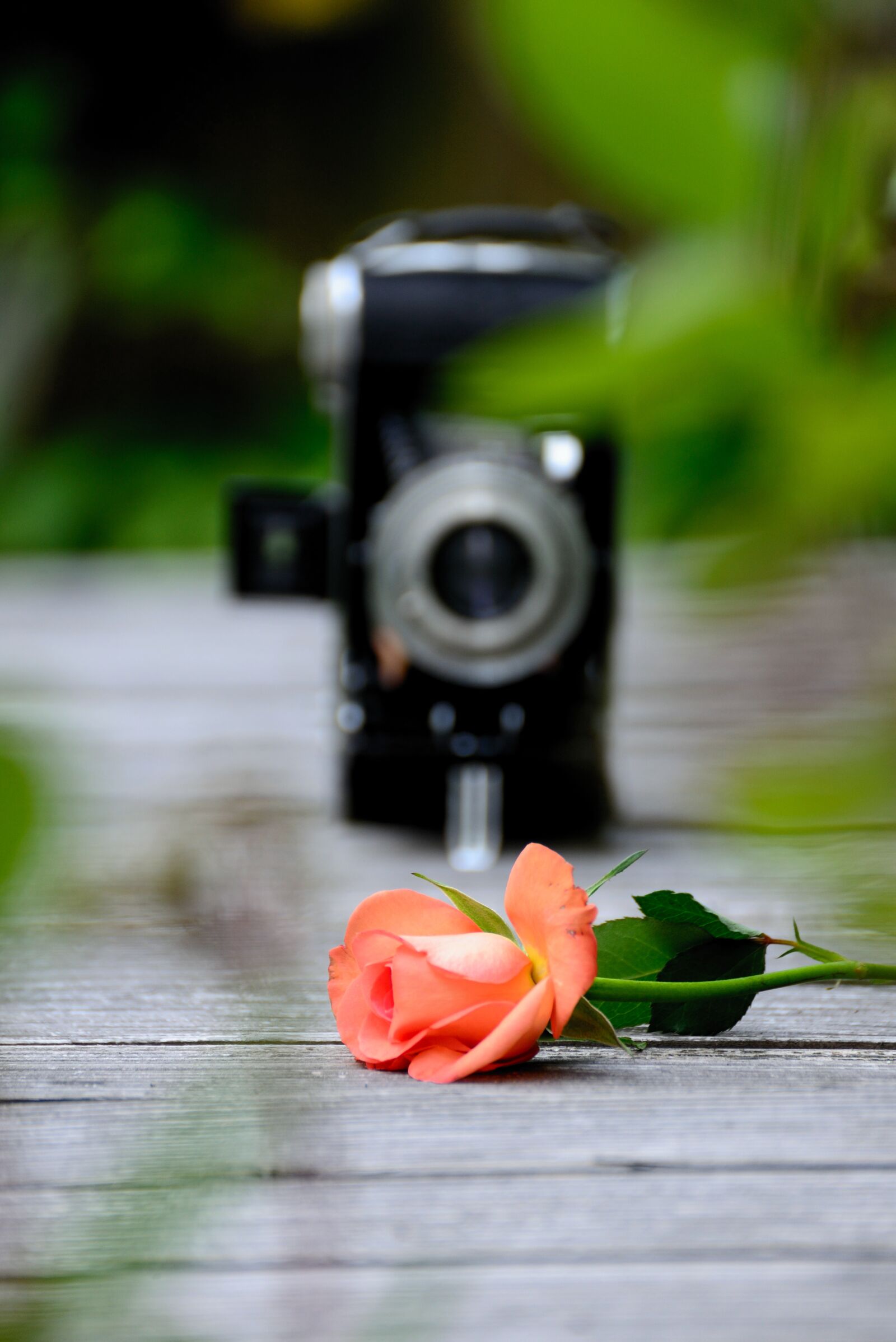 Nikon D610 sample photo. Rose, romantic, camera photography