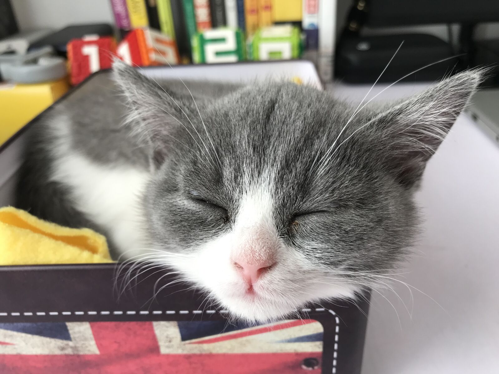 iPhone 7 back camera 3.99mm f/1.8 sample photo. Cat, kitten, kitty photography