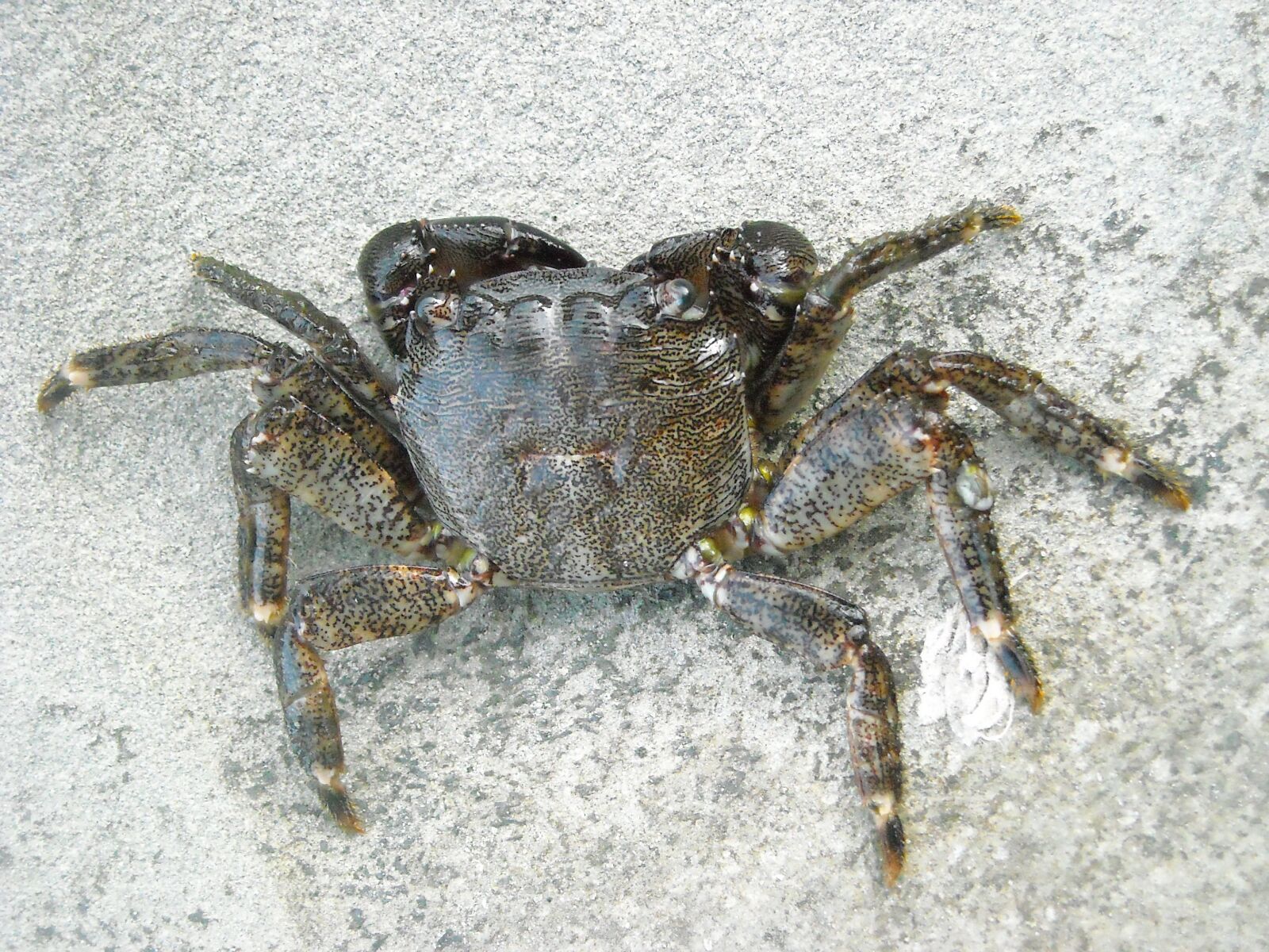 Nikon Coolpix L16 sample photo. Crab, arthropoda, animal photography