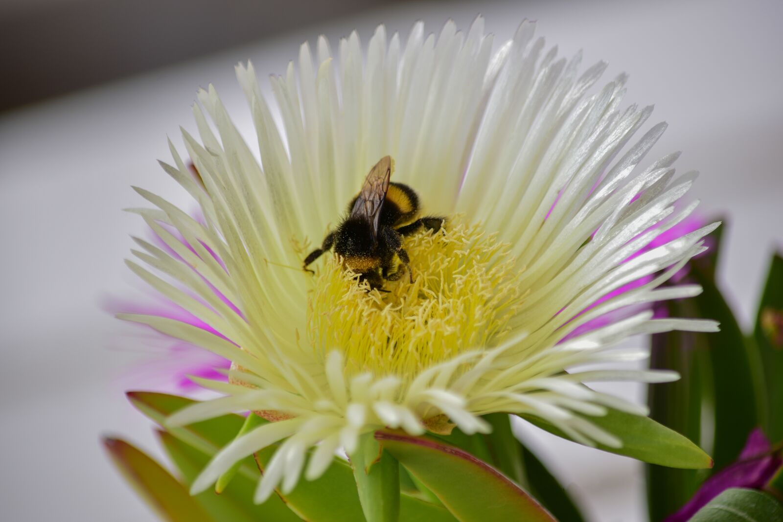 Nikon D3300 sample photo. Flower, insect, beetle photography