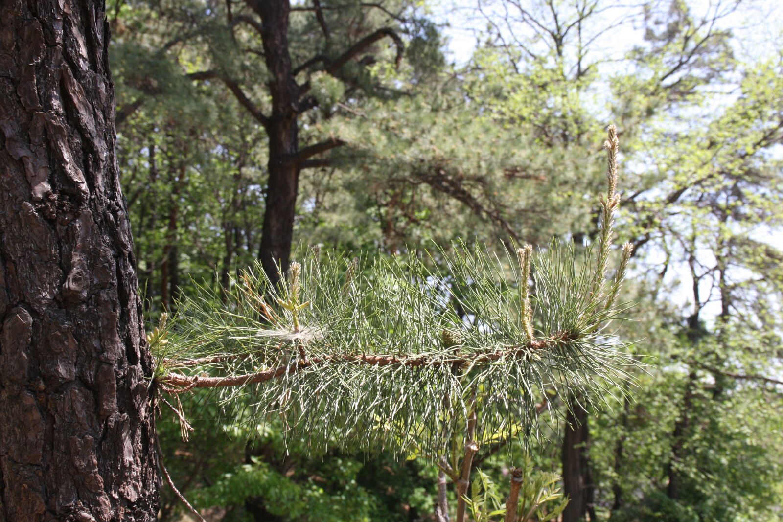 Canon EOS 40D sample photo. Pine, bud, green photography