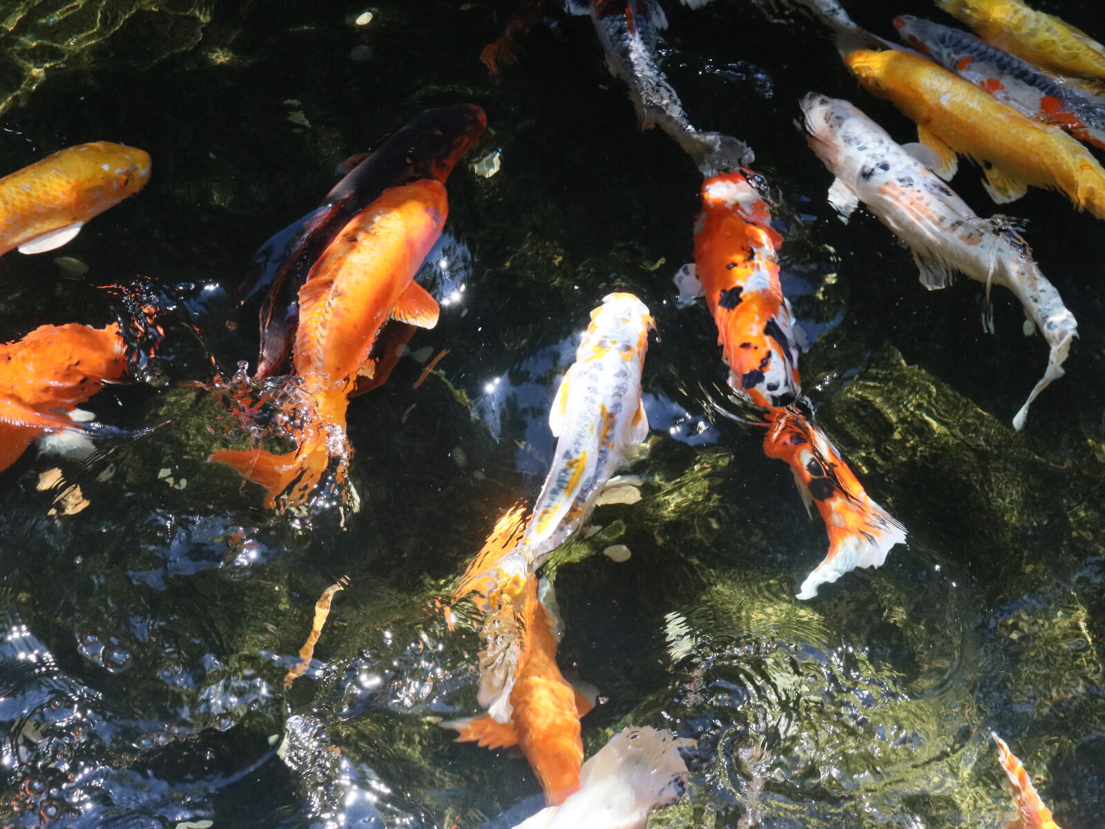 Canon EOS 80D sample photo. Aquarium, fishes, koi, fishes photography