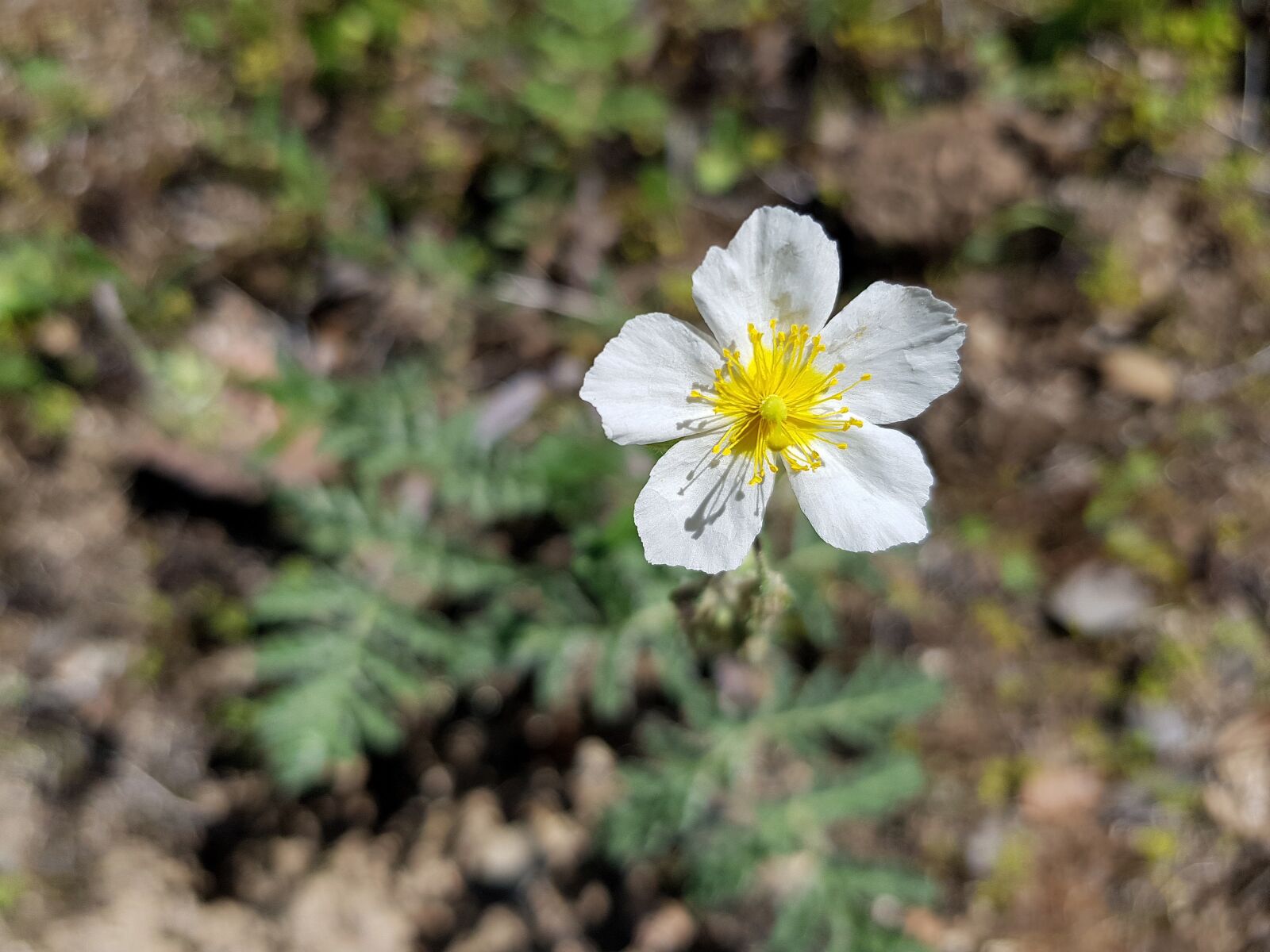Samsung Galaxy S8 sample photo. Nature, plant, flower photography