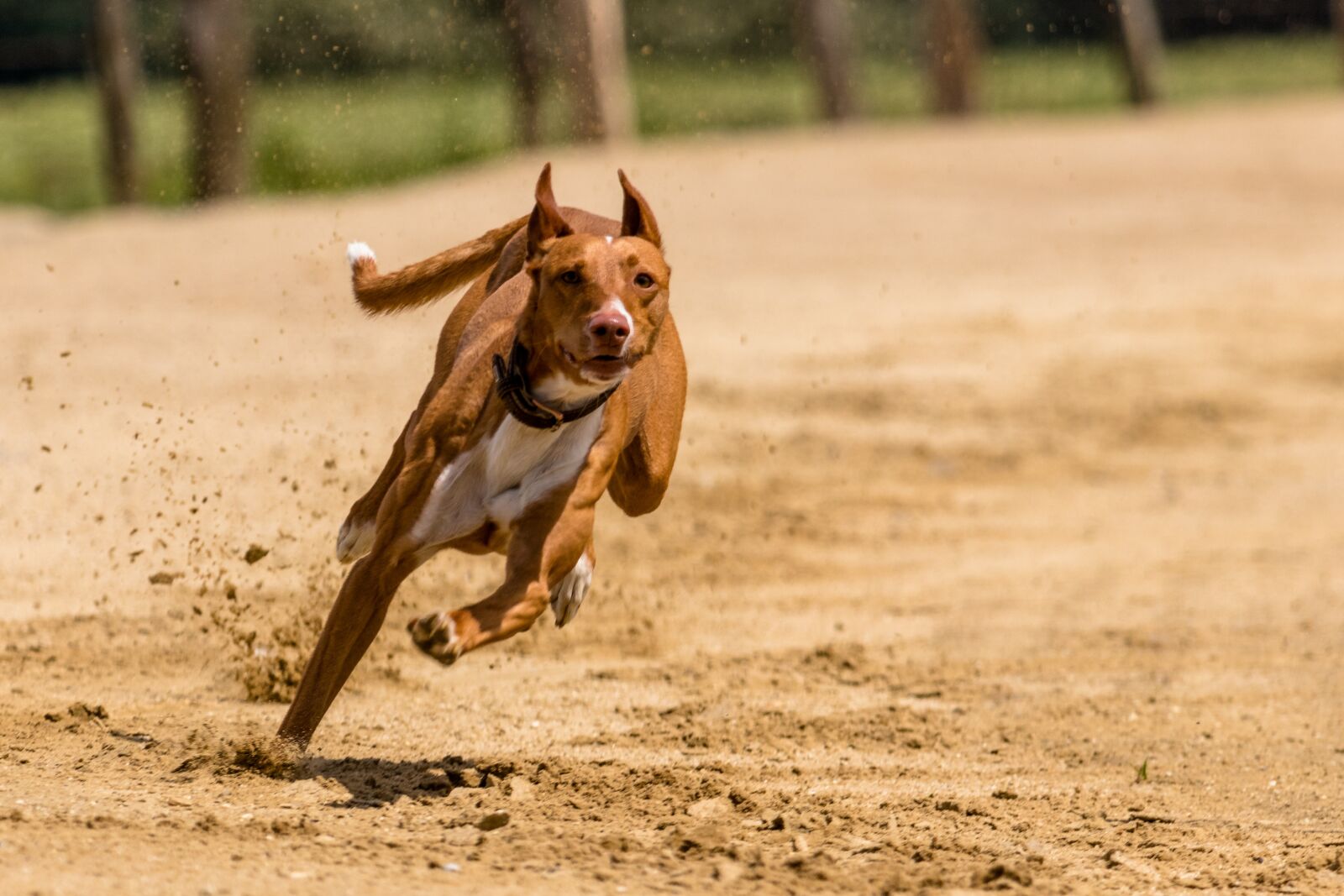 Canon EF 70-300 F4-5.6 IS II USM sample photo. Dog, runs, dog racing photography