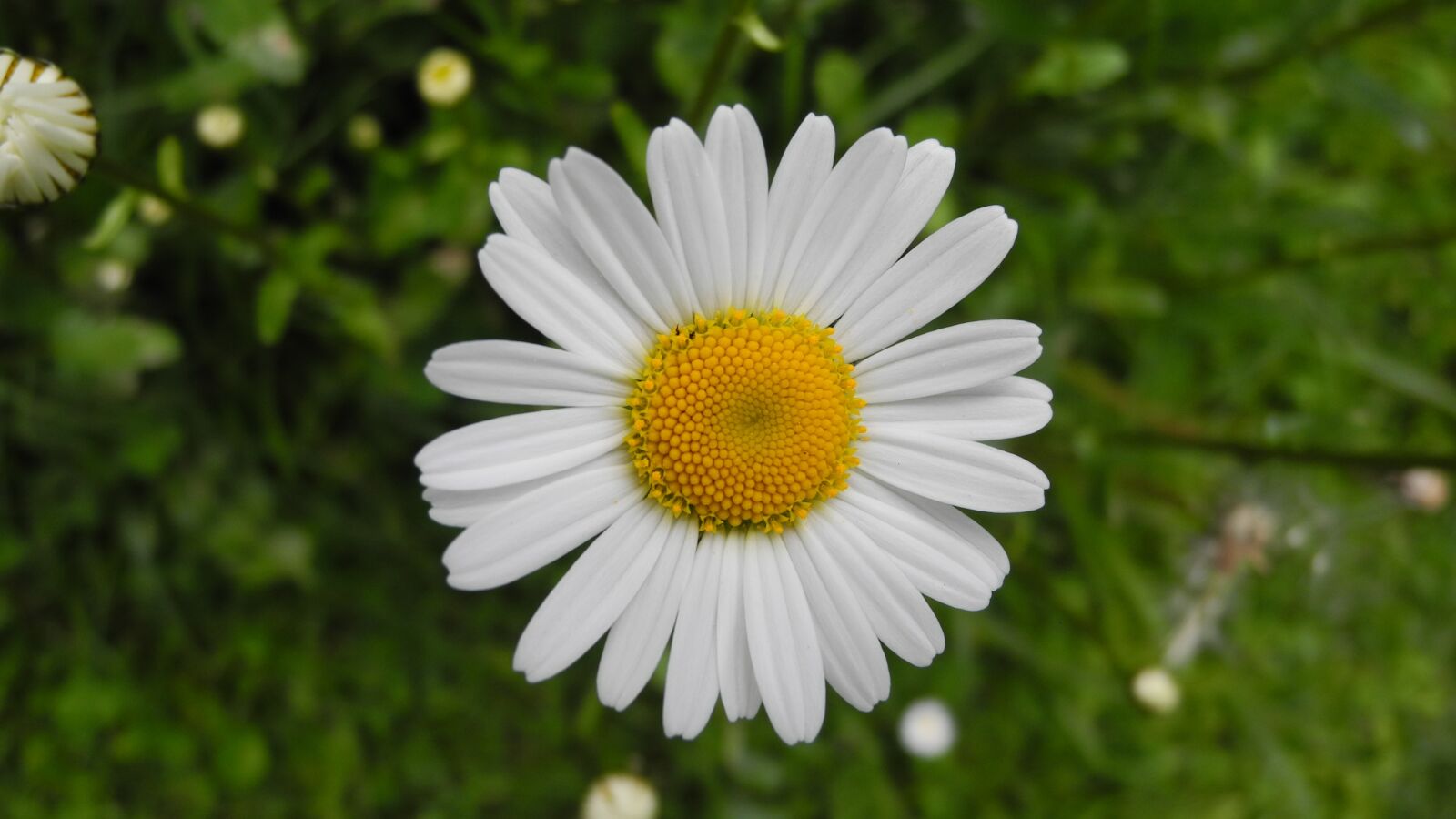 Nikon Coolpix P7000 sample photo. Margarite, meadow, flower photography