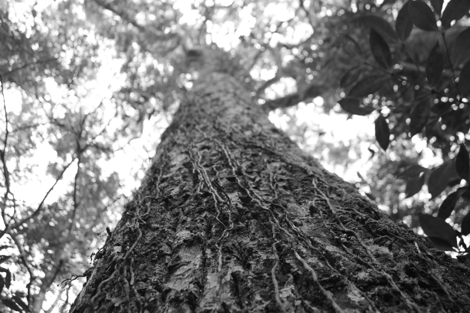 Canon EOS 550D (EOS Rebel T2i / EOS Kiss X4) sample photo. Mono, tree, nature photography