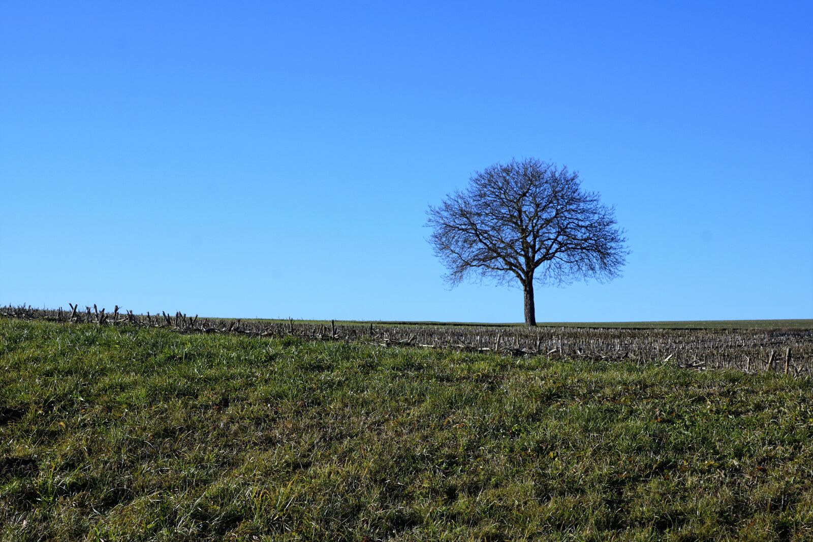 Sony ILCA-77M2 + Sony DT 16-50mm F2.8 SSM sample photo. Tree, meadow, nature photography