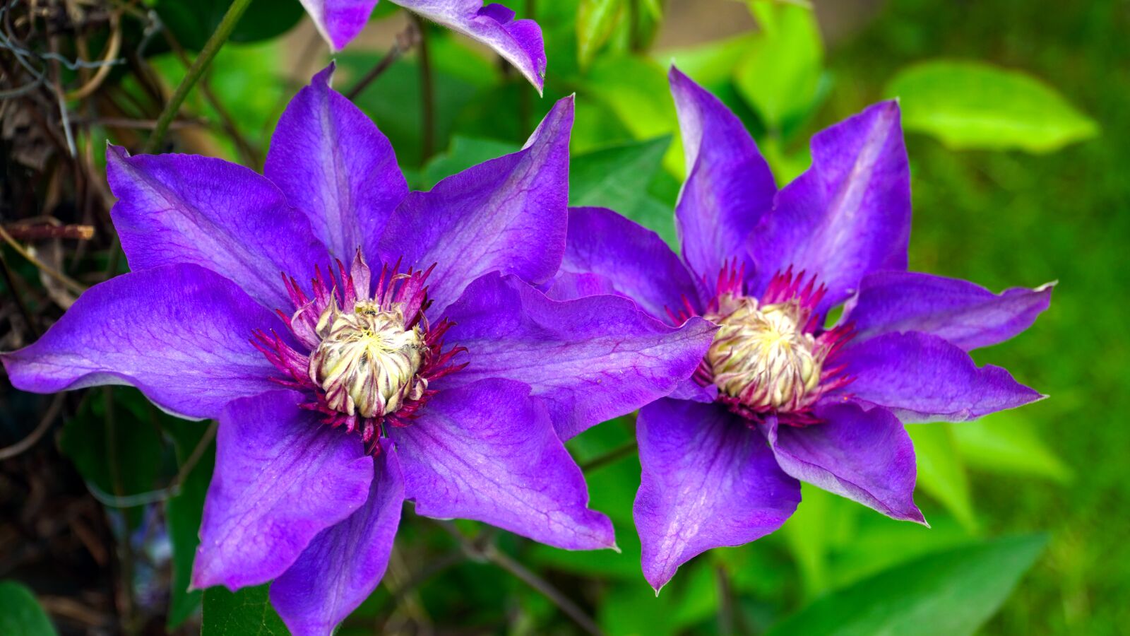 Sony a6400 sample photo. Clematis, blossom, bloom photography