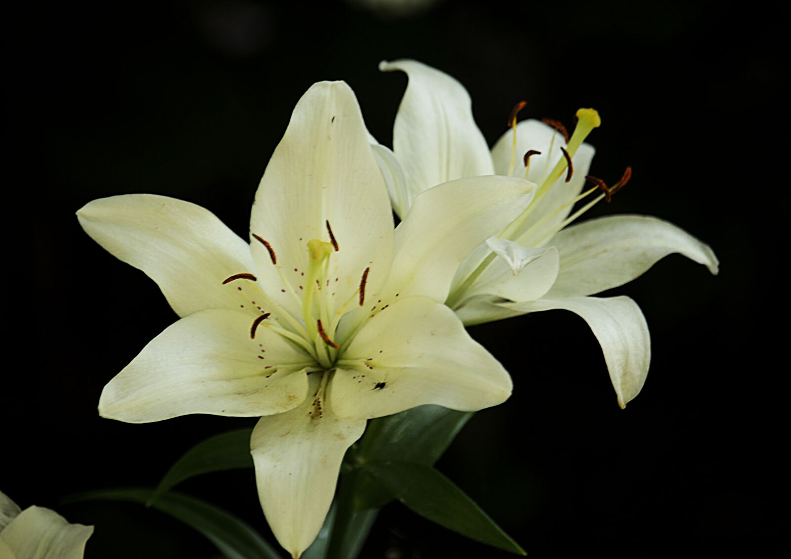 Canon EOS 1200D (EOS Rebel T5 / EOS Kiss X70 / EOS Hi) sample photo. Lily, white, flower photography