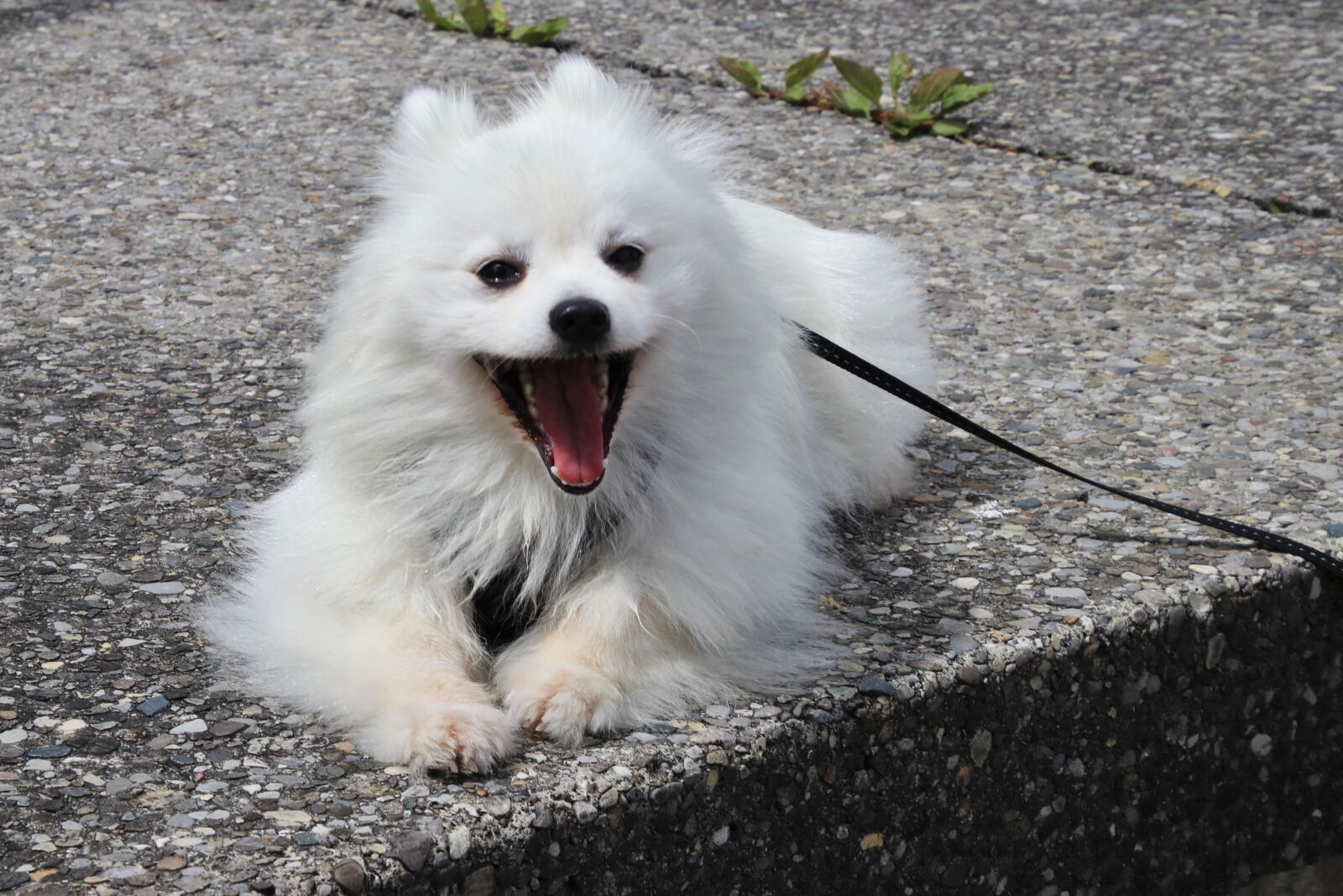 Canon EOS 80D sample photo. Dog breed, a smile photography
