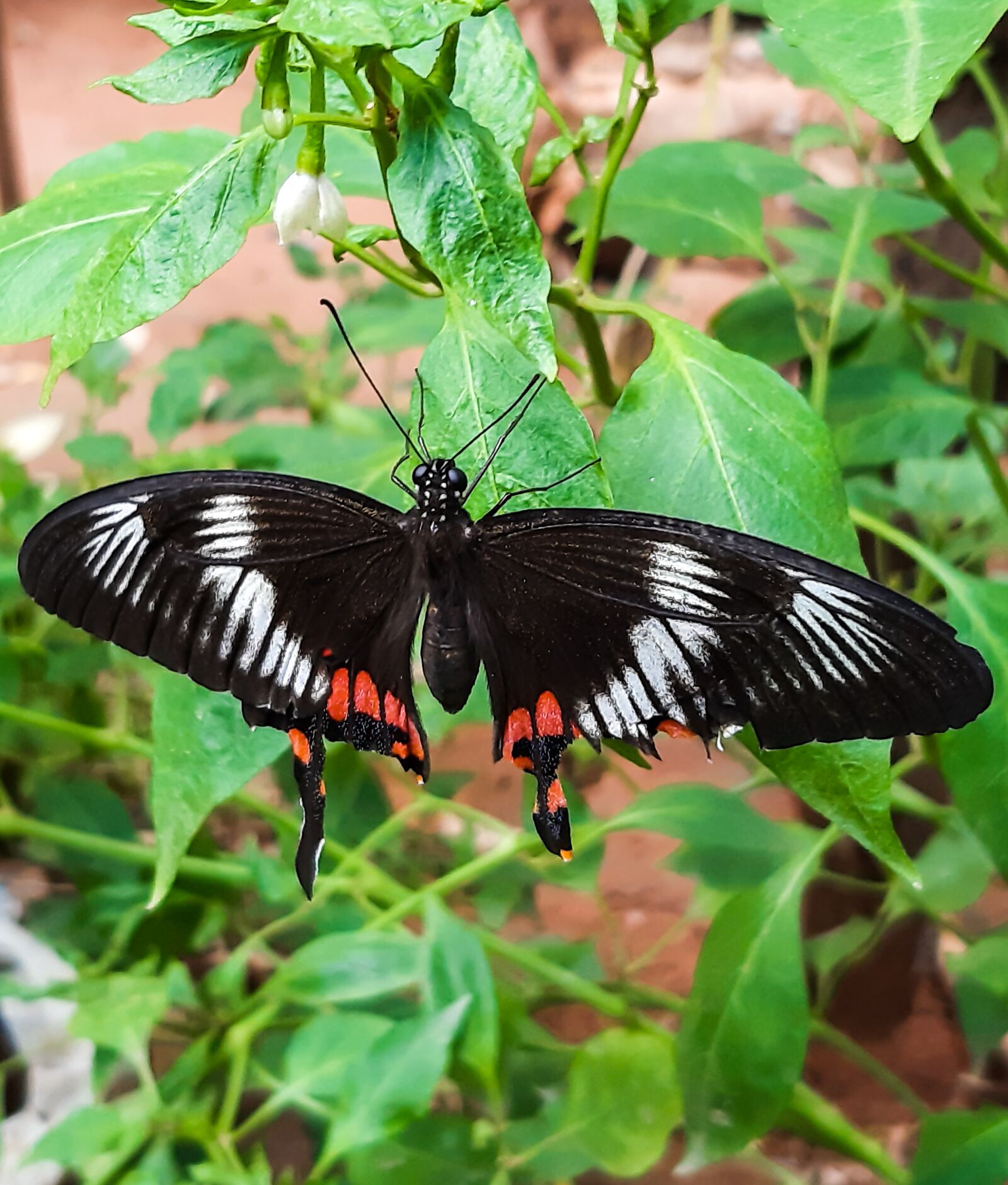 Samsung SM-A307FN sample photo. Butterfly, insect, wild photography