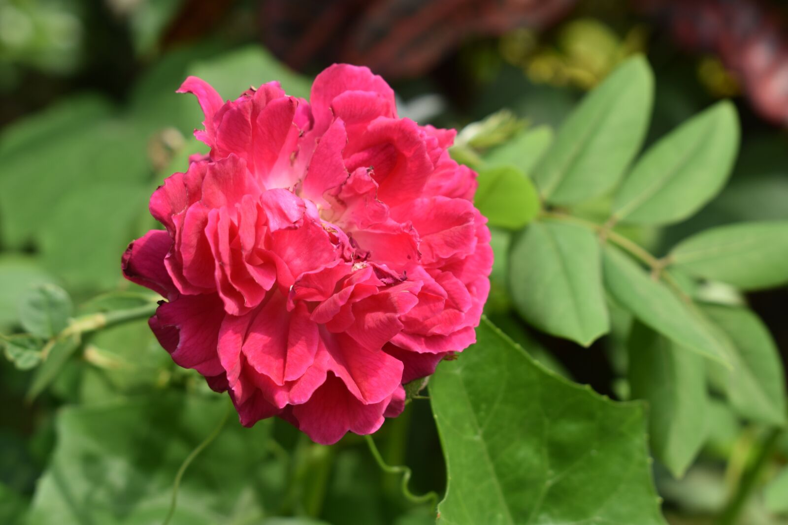 Nikon D3400 sample photo. Rose, flower, floral photography