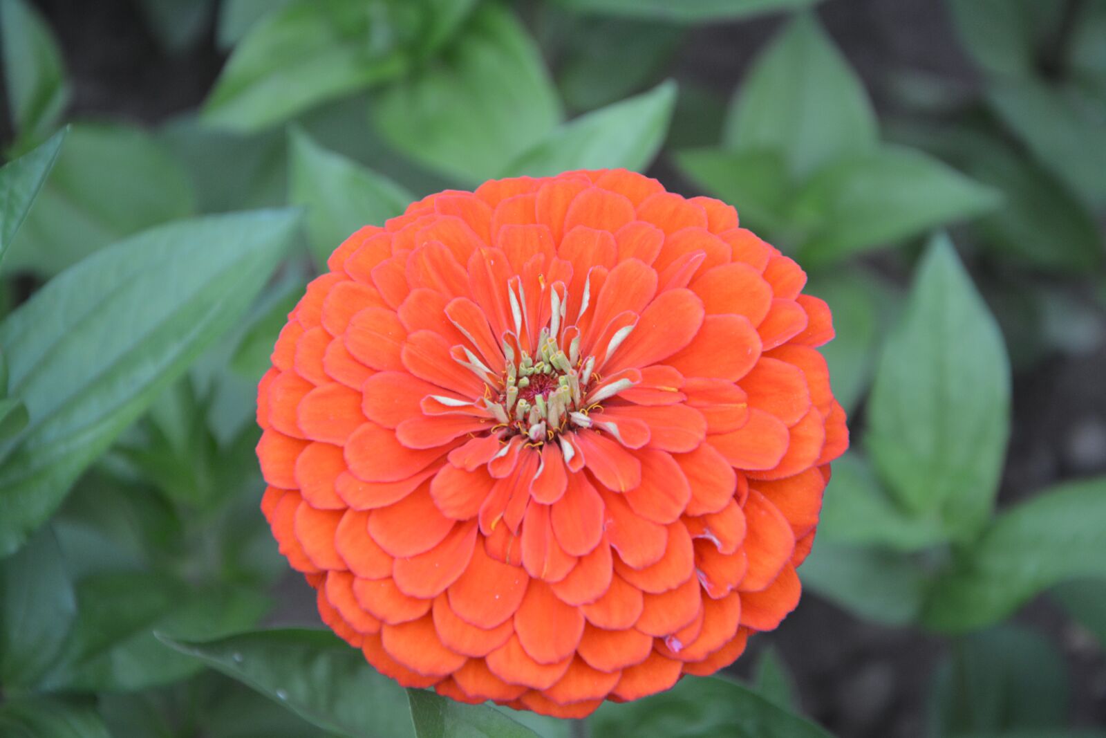 Nikon D5200 sample photo. Flower, orange, orange blossom photography
