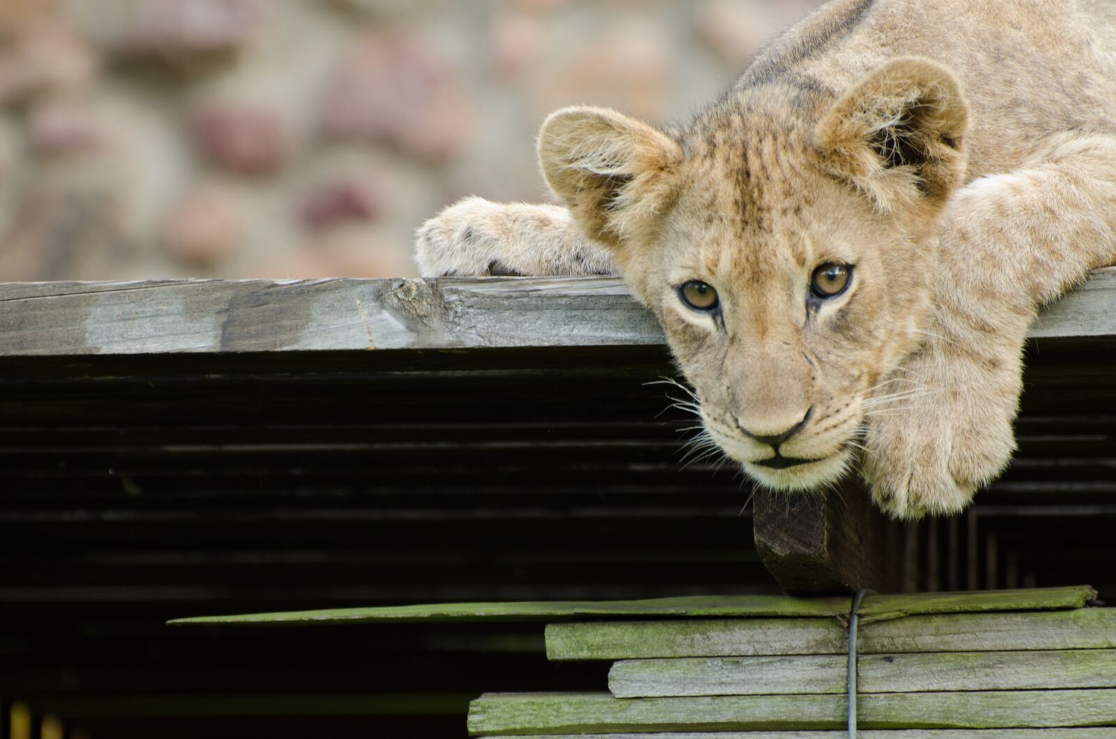 Nikon D7000 sample photo. Lion, lion cub, animal photography