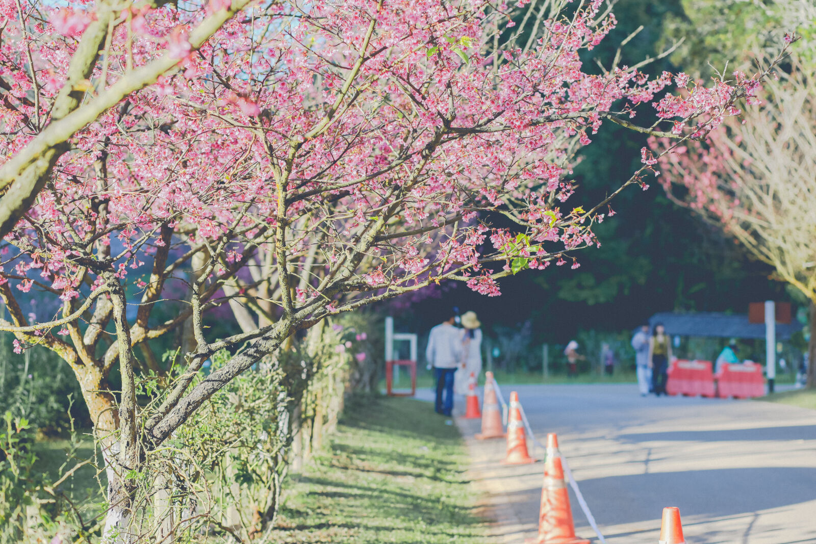 Canon EOS RP + Canon EF 85mm F1.8 USM sample photo